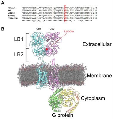 Characterization of a de novo GABBR2 variant linked to autism spectrum disorder